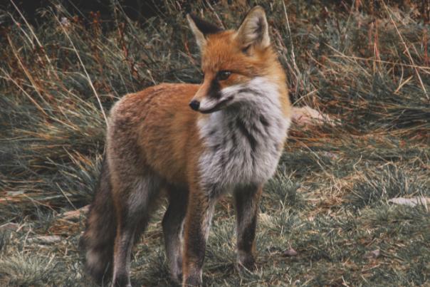 fox