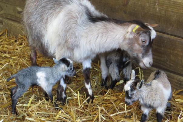 goat with babies