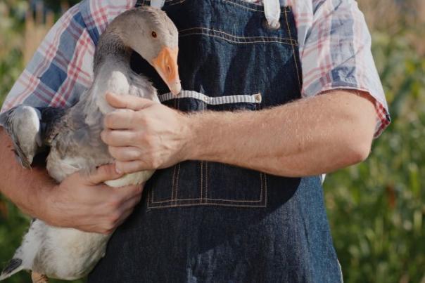 image shows a man holding a goose