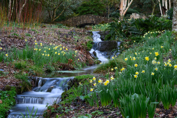 Horticultural highlights at RHS Garden Rosemoor in 2026