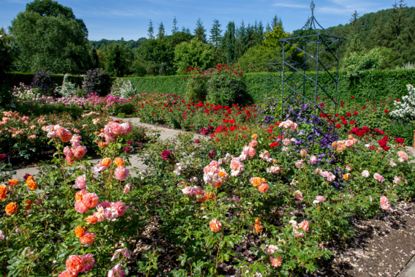 Festival of Roses RHS