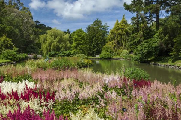 A lush green garden with a small lake, trees and purple flowers