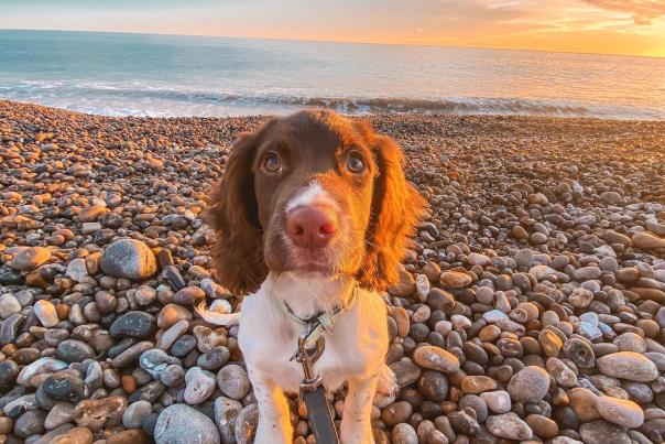 Dog on Seaton Beach
