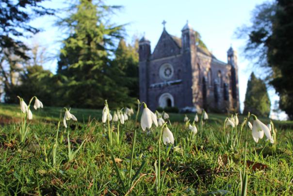 snowdrops at killerton