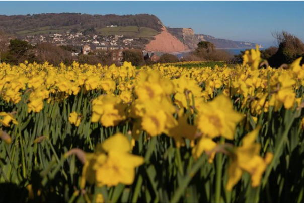 daffodils overlooking sidmouth