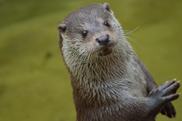 otter