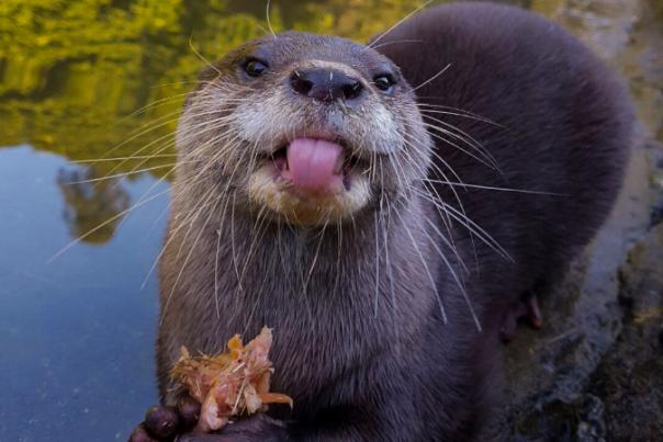 otter