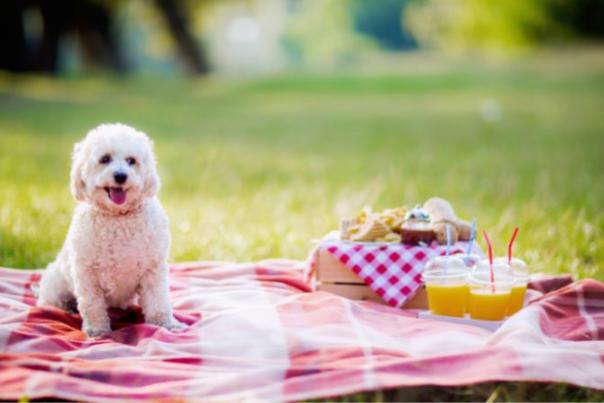 puppy sat on a picnic blanket