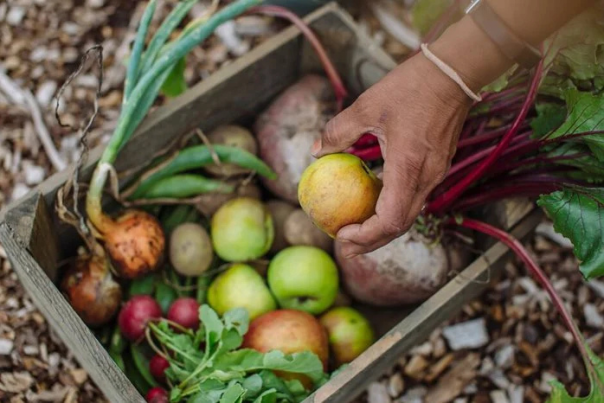Plot to Plate at RHS Rosemoor