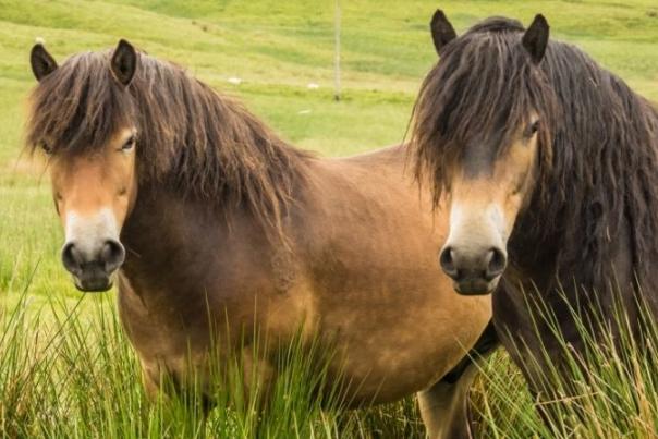 ponies