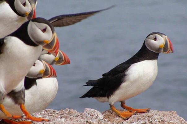 puffins