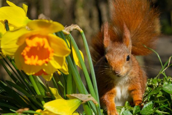 squirrel with daffodils