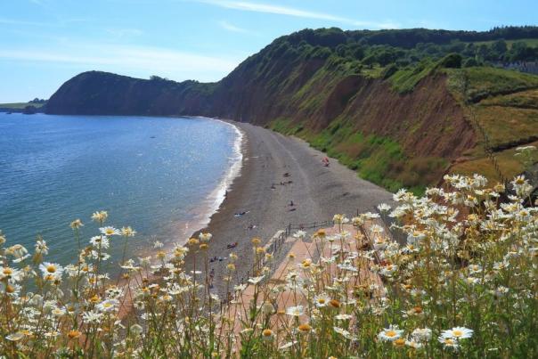 Seaside view with daisies in the foreground, overlooking a curved pebble beach and cliffs under a clear blue sky. Relaxed, scenic coastal landscape.