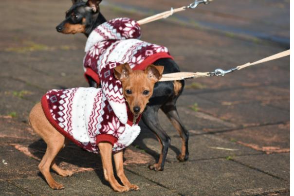two dogs in coats