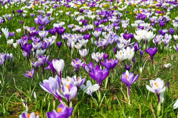 spring flowers