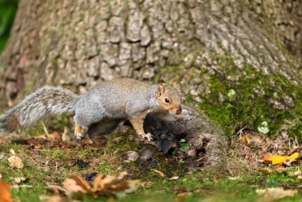squirrel