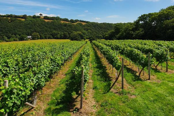 vineyard