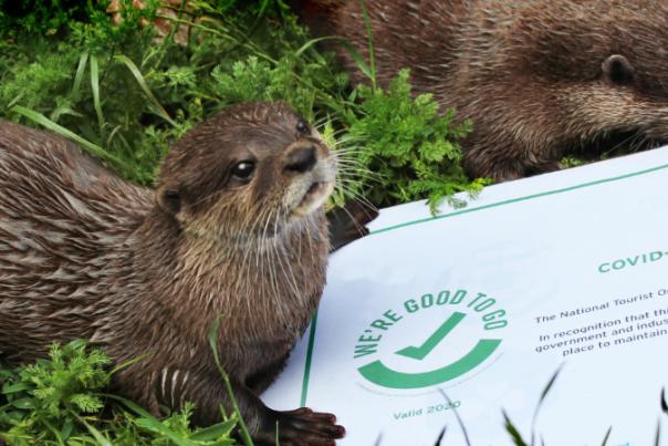 otter with a certificate