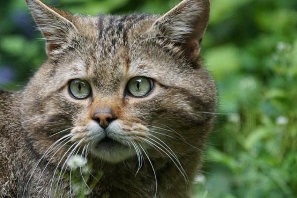 wildcat