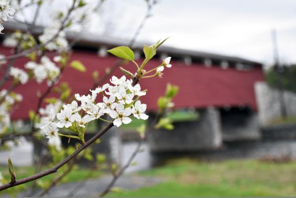 Wehrs Bridge Spring 01 Discover Lehigh Valley