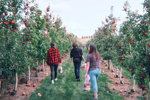 A group of friends picks apples at an orchard in Lehigh Valley, PA
