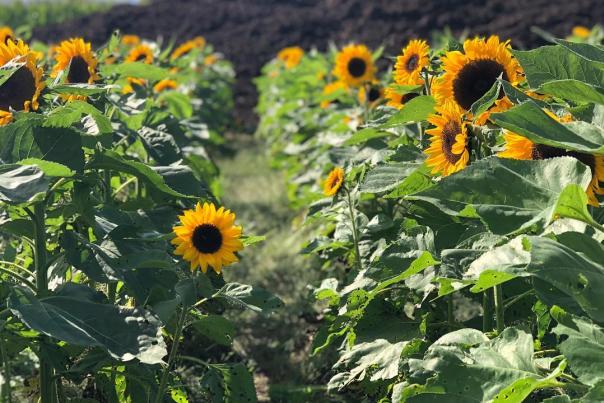 Sunflower field at Grim's Orchard in Breinigsville, PA