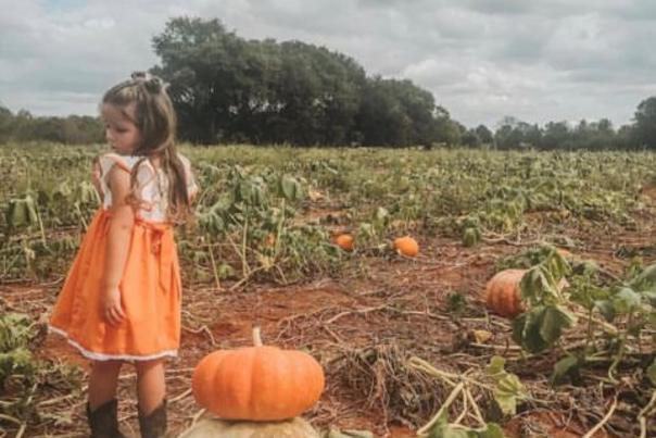 A child plays in a pumpkin patch full of colorful pumpkins at Old Baker Farm in Harpersville, Alabama.