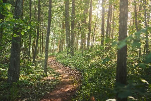 A beautiful green trail at Double Oak Park, just outside of Birmingham, Alabama, is ready for mountain bikers and hikers to enjoy on a sunny day.