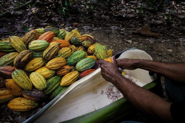 Cacao, Republica Dominicana.