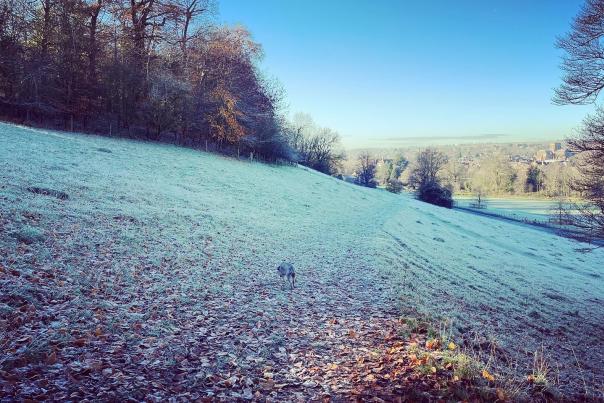 Sherborne frosty landscape