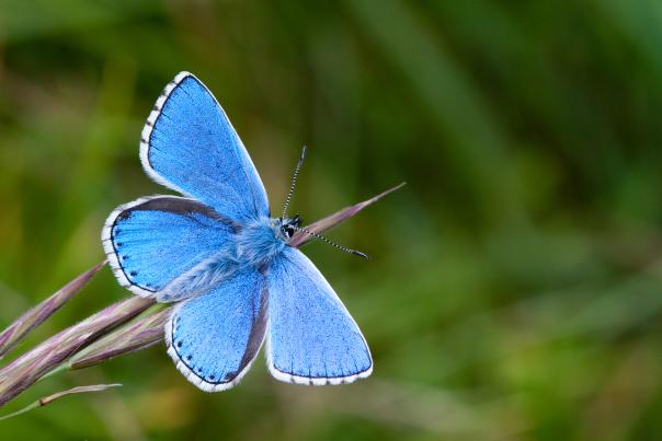 Adonis Blue butterfly, copyright Peter Eeles www.ukbutterflies.co.uk