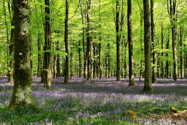 Bluebell Wood