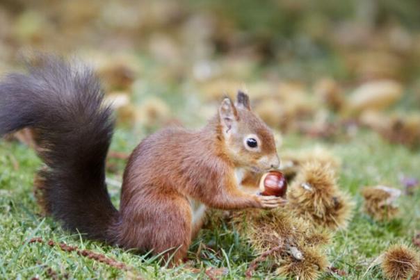 Red Squirell at Brownsea Island