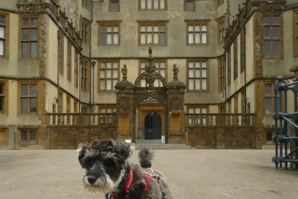 Dylan the dog in front of Sherborne Castle