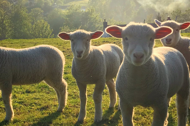 Lambs in countryside