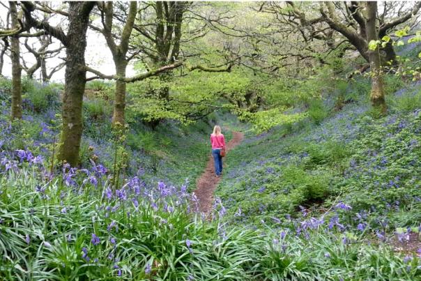 Woman walking through bluebell woods at Coney's Castle, Dorset