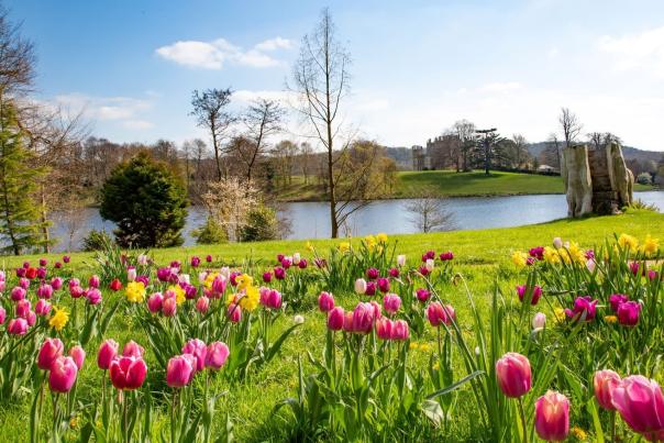 Tulips at Sherborne Castle & Gardens in Dorset