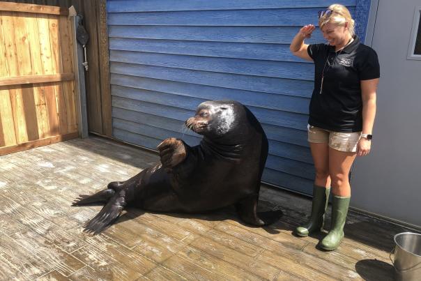 Adventure Cover Sea Lion saluting