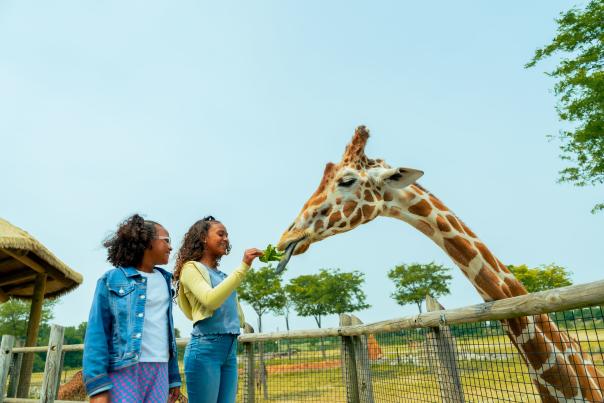 Two young girls feeding a giraffe at the Columbus Zoo & Aquarium