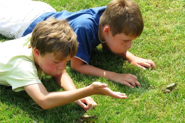 Frog Jump and Festival