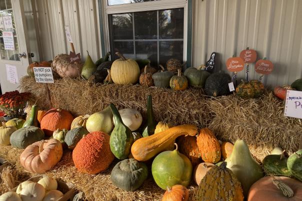 Jacquemin Farms Gourds
