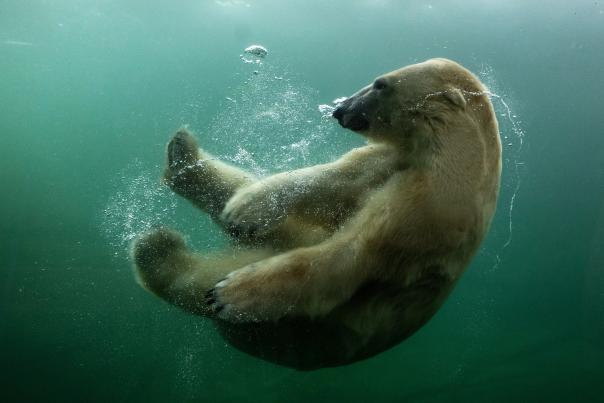 Polar Bear (Aurora)