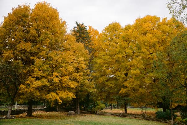 FAll in Dublin