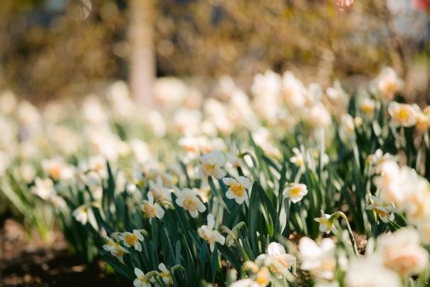 Daffodils