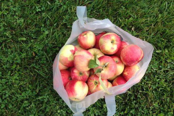 The Orchard and Company U-Pick