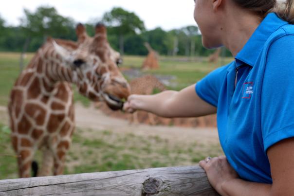 Giraffe Feeding Zoo