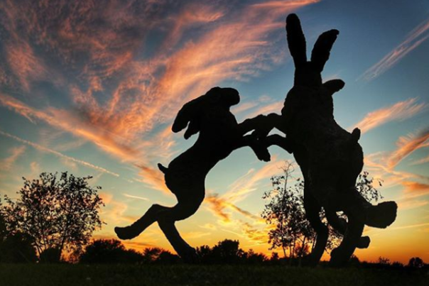 Ballantrae Dancing Hares