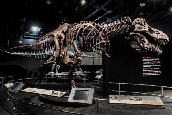 COSI T-Rex Skeleton