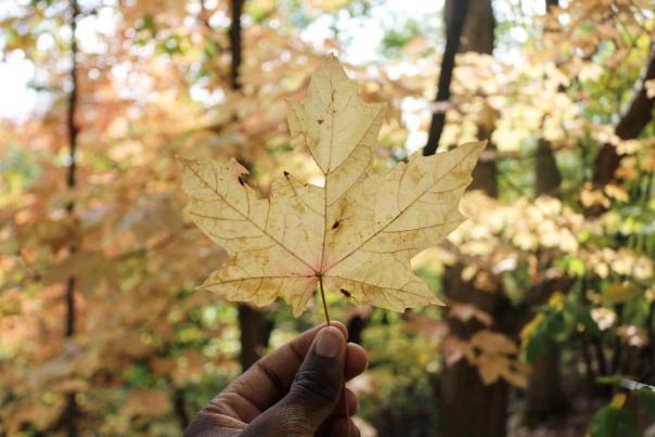 Hayden Falls Fall Leaf