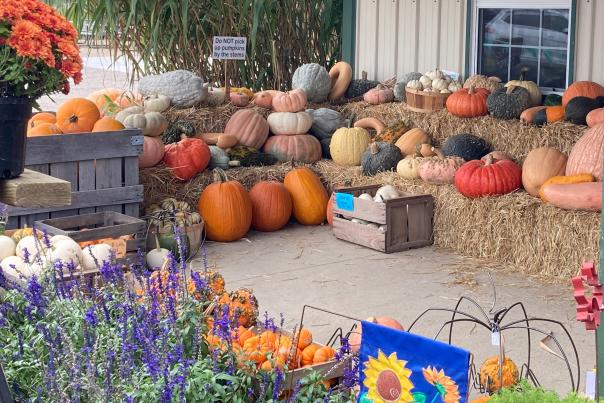 Jacquemin Pumpkins